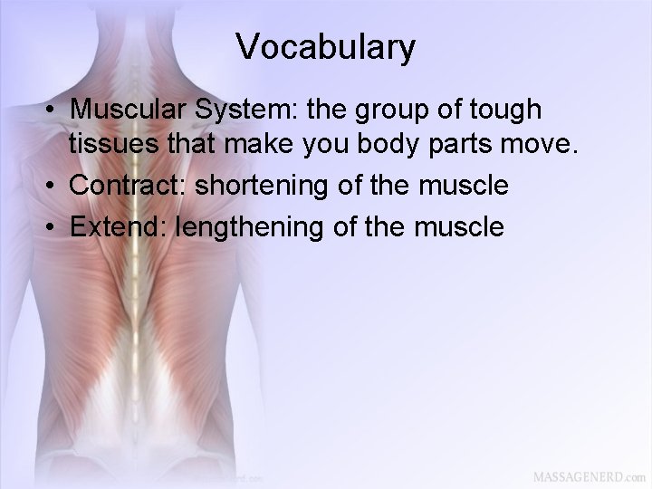 Vocabulary • Muscular System: the group of tough tissues that make you body parts