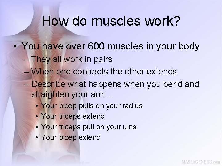 How do muscles work? • You have over 600 muscles in your body –