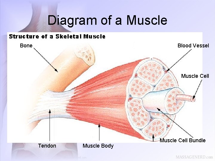 Diagram of a Muscle Bone Blood Vessel Muscle Cell Tendon Muscle Body Muscle Cell