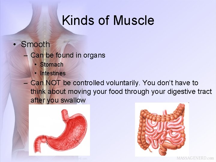 Kinds of Muscle • Smooth – Can be found in organs • Stomach •