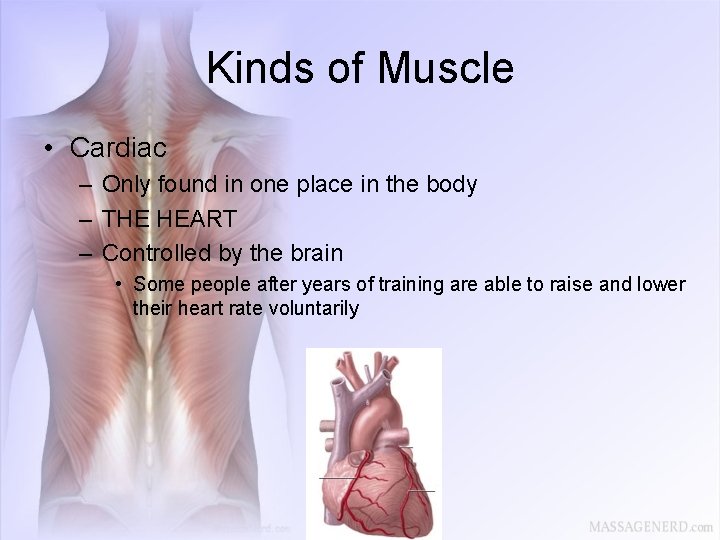 Kinds of Muscle • Cardiac – Only found in one place in the body