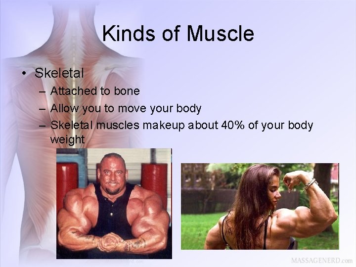 Kinds of Muscle • Skeletal – Attached to bone – Allow you to move