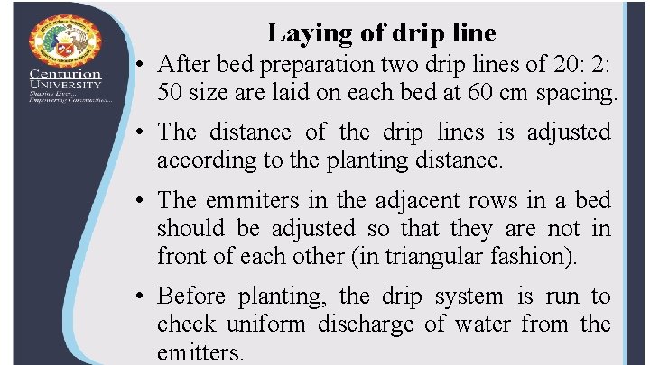 Laying of drip line • After bed preparation two drip lines of 20: 2:
