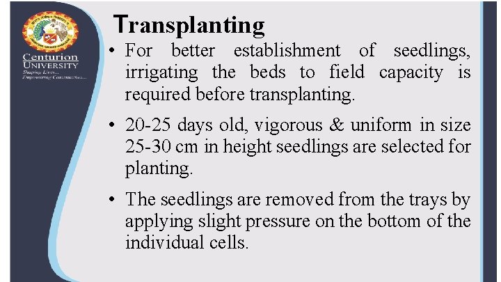 Transplanting • For better establishment of seedlings, irrigating the beds to field capacity is