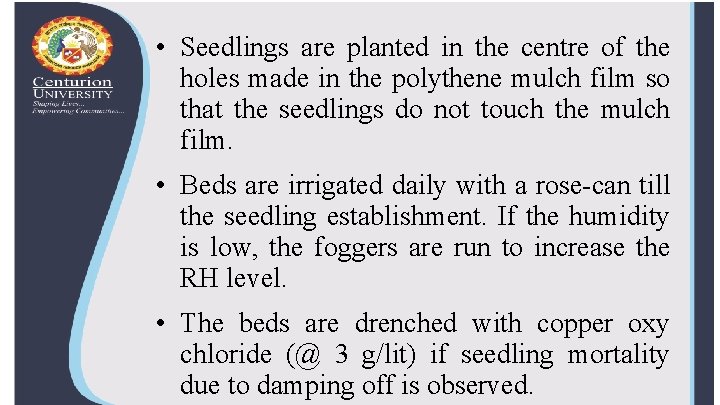  • Seedlings are planted in the centre of the holes made in the
