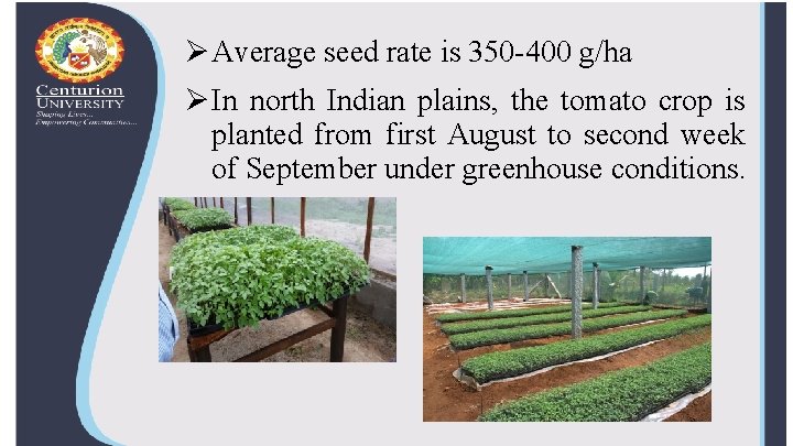 Ø Average seed rate is 350 -400 g/ha Ø In north Indian plains, the