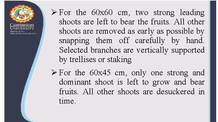 Ø For the 60 x 60 cm, two strong leading shoots are left to