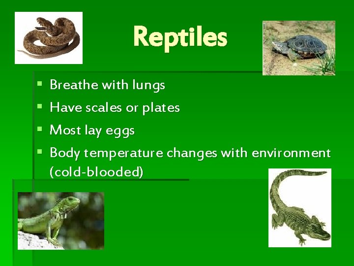 Reptiles § § Breathe with lungs Have scales or plates Most lay eggs Body