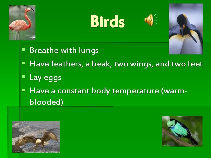 Birds § § Breathe with lungs Have feathers, a beak, two wings, and two