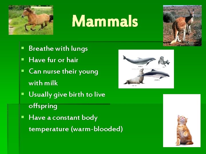 Mammals § Breathe with lungs § Have fur or hair § Can nurse their