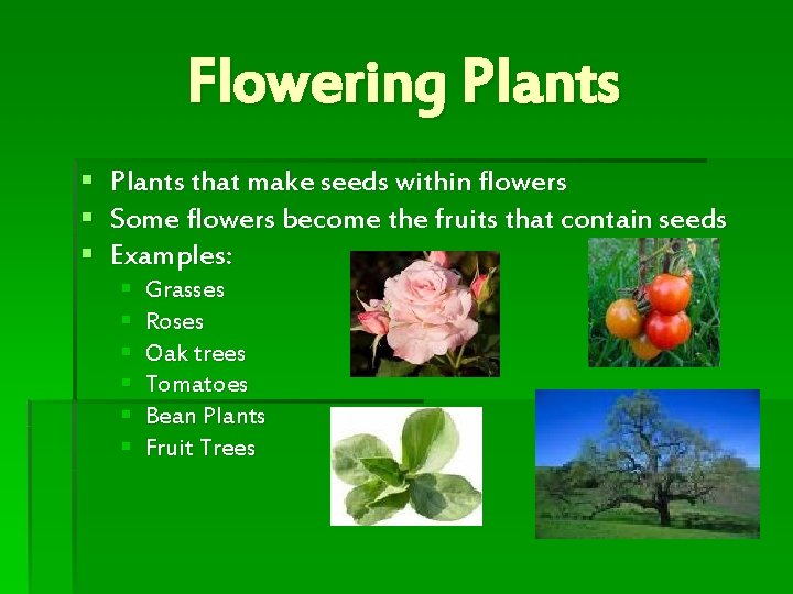 Flowering Plants § Plants that make seeds within flowers § Some flowers become the