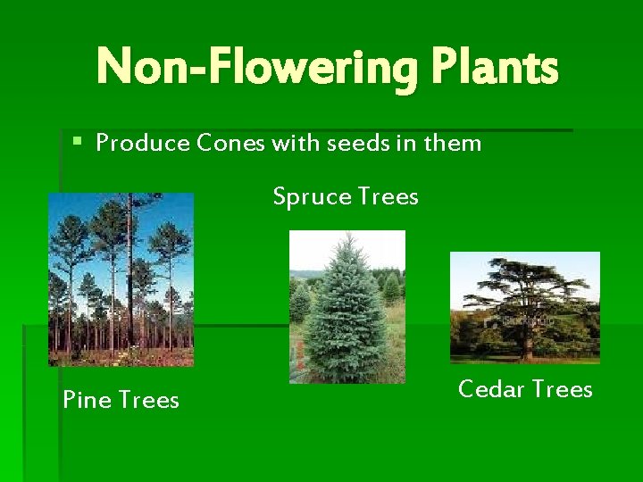 Non-Flowering Plants § Produce Cones with seeds in them Spruce Trees Pine Trees Cedar