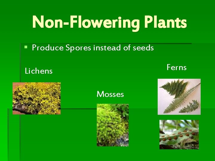 Non-Flowering Plants § Produce Spores instead of seeds Ferns Lichens Mosses 