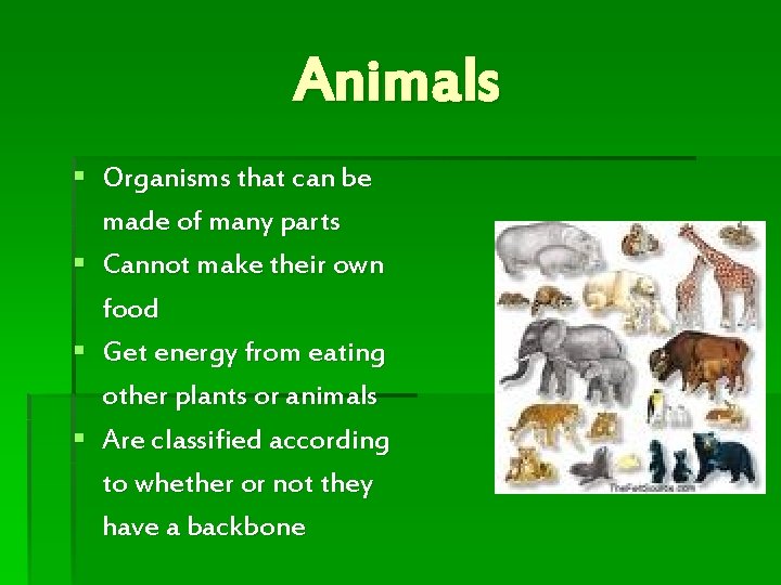 Animals § Organisms that can be made of many parts § Cannot make their