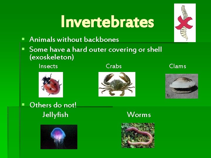 Invertebrates § Animals without backbones § Some have a hard outer covering or shell