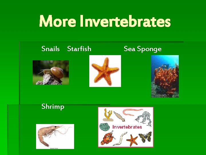 More Invertebrates Snails Starfish Shrimp Sea Sponge 