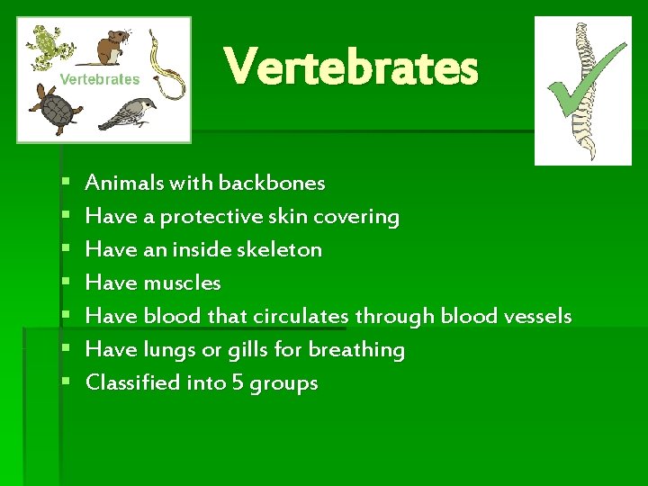 Vertebrates § § § § Animals with backbones Have a protective skin covering Have