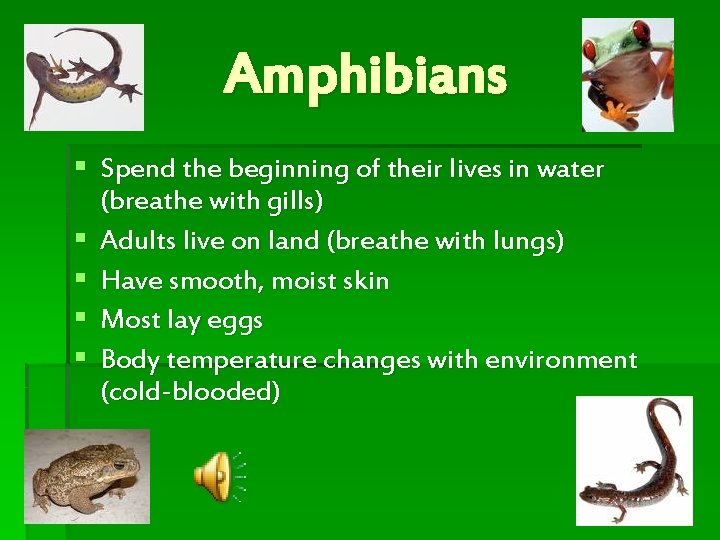 Amphibians § Spend the beginning of their lives in water (breathe with gills) §