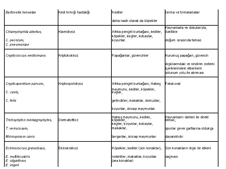 Bartonella henselae Kedi tırmığı hastalığı Kediler Isırma ve tırmalar daha nadir olarak da köpekler