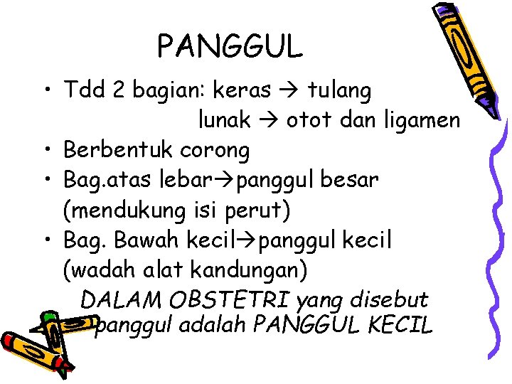 PANGGUL • Tdd 2 bagian: keras tulang lunak otot dan ligamen • Berbentuk corong