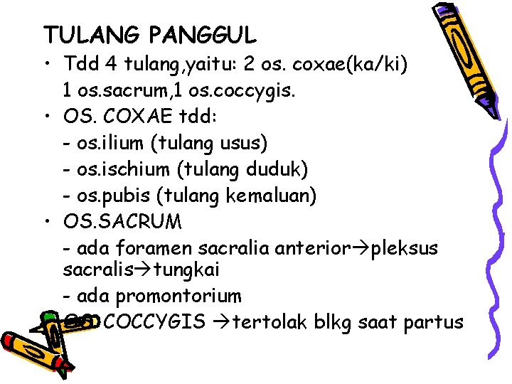 TULANG PANGGUL • Tdd 4 tulang, yaitu: 2 os. coxae(ka/ki) 1 os. sacrum, 1