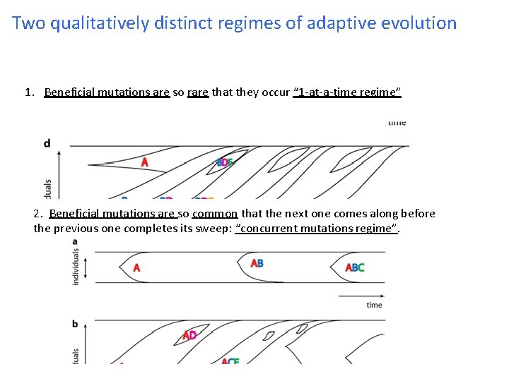 Two qualitatively distinct regimes of adaptive evolution 1. Beneficial mutations are so rare that Two qualitatively distinct regimes of adaptive evolution 1. Beneficial mutations are so rare that