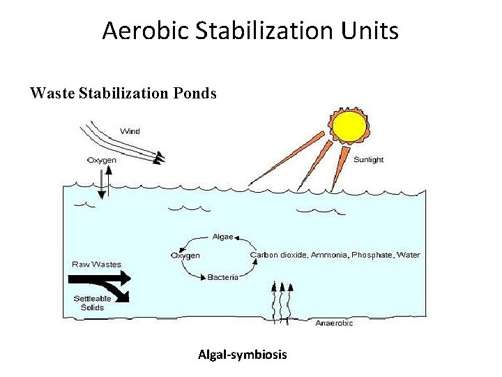 Aerobic Stabilization Units Waste Stabilization Ponds Algal-symbiosis 