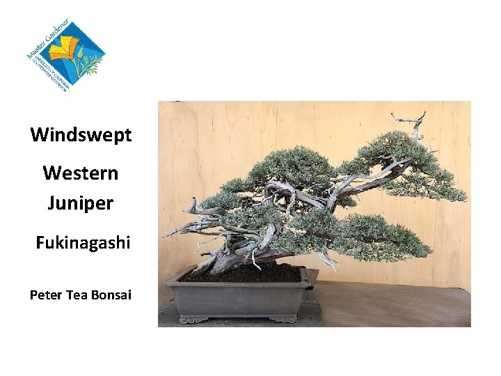 Windswept Western Juniper Fukinagashi Peter Tea Bonsai 