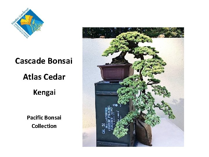 Cascade Bonsai Atlas Cedar Kengai Pacific Bonsai Collection 