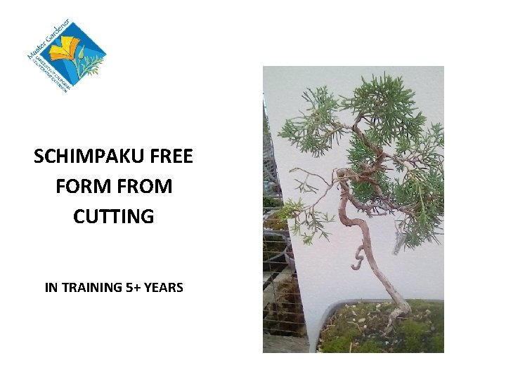 SCHIMPAKU FREE FORM FROM CUTTING IN TRAINING 5+ YEARS 