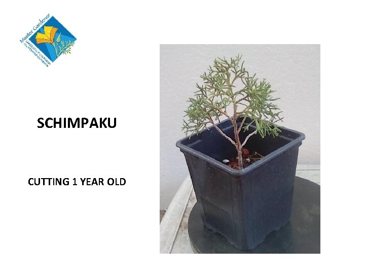 SCHIMPAKU CUTTING 1 YEAR OLD 