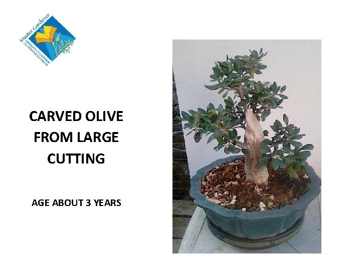 CARVED OLIVE FROM LARGE CUTTING AGE ABOUT 3 YEARS 