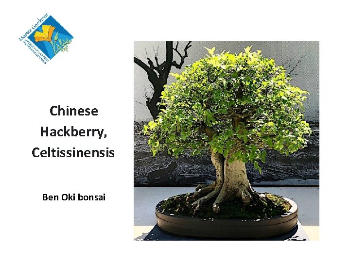 Chinese Hackberry, Celtissinensis Ben Oki bonsai 
