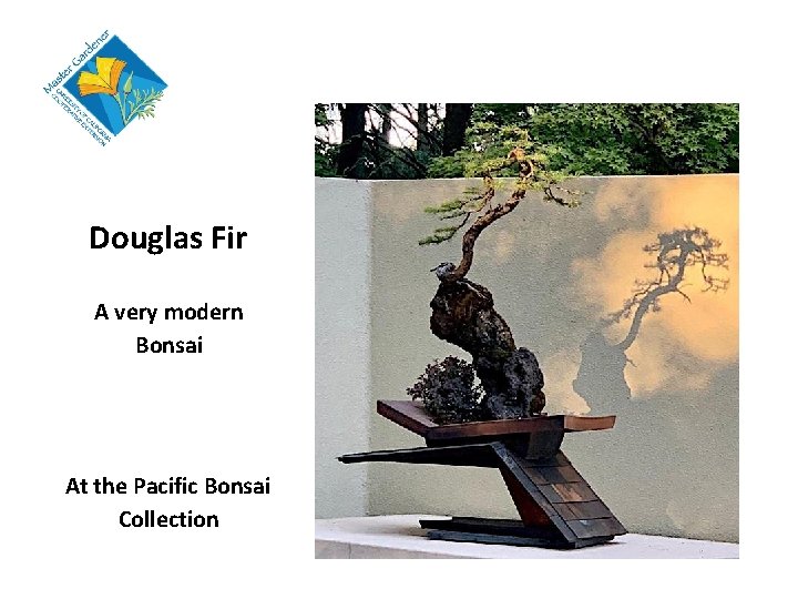 Douglas Fir A very modern Bonsai At the Pacific Bonsai Collection 