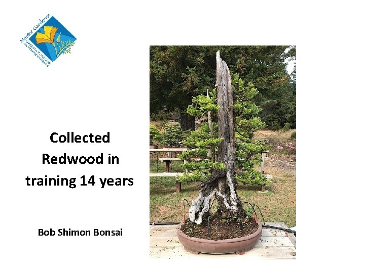 Collected Redwood in training 14 years Bob Shimon Bonsai 