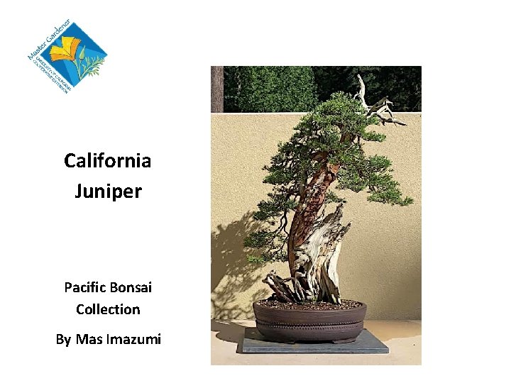 California Juniper Pacific Bonsai Collection By Mas Imazumi 