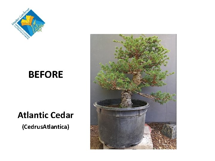 BEFORE Atlantic Cedar (Cedrus. Atlantica) 
