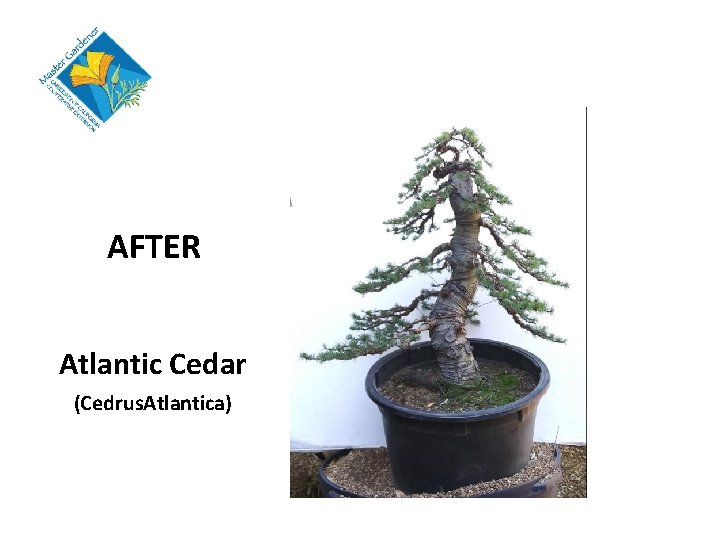 AFTER Atlantic Cedar (Cedrus. Atlantica) 