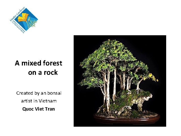 A mixed forest on a rock Created by an bonsai artist in Vietnam Quoc
