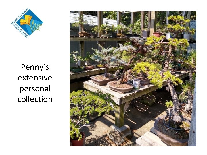 Penny’s extensive personal collection 