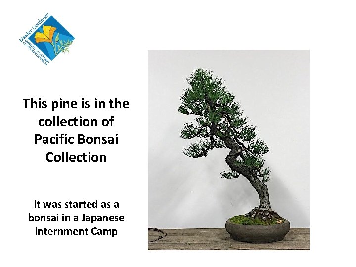 This pine is in the collection of Pacific Bonsai Collection It was started as