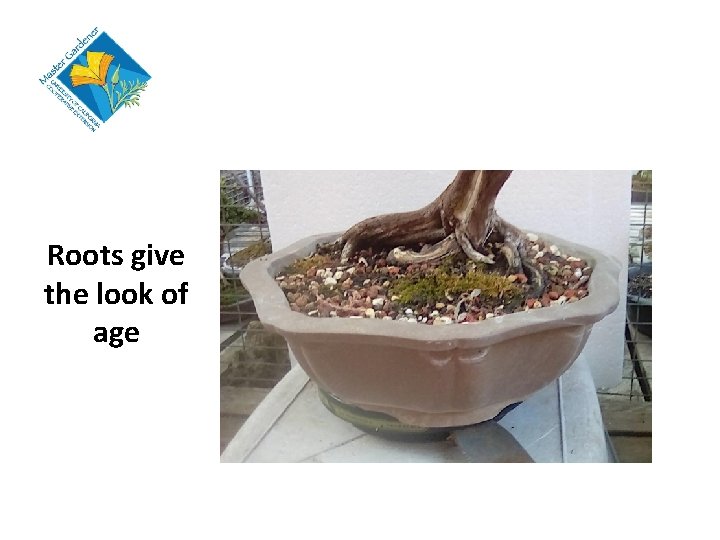 Roots give the look of age 