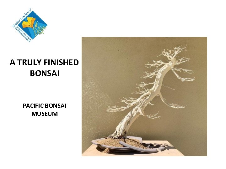 A TRULY FINISHED BONSAI PACIFIC BONSAI MUSEUM 