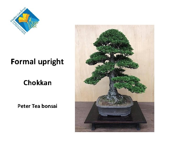 Formal upright Chokkan Peter Tea bonsai 