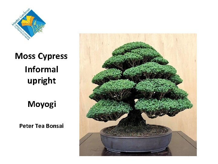 Moss Cypress Informal upright Moyogi Peter Tea Bonsai 