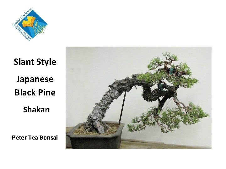 Slant Style Japanese Black Pine Shakan Peter Tea Bonsai 