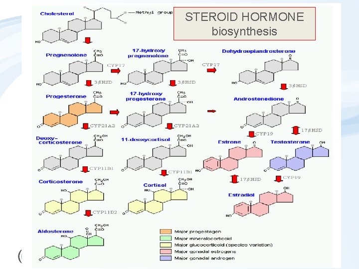 STEROID HORMONE biosynthesis 