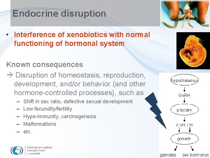 Endocrine disruption • Interference of xenobiotics with normal functioning of hormonal system Known consequences