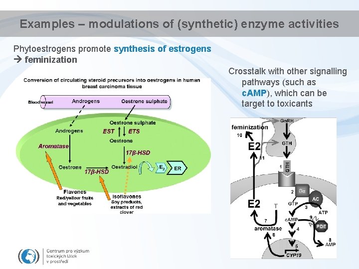 Examples – modulations of (synthetic) enzyme activities Phytoestrogens promote synthesis of estrogens feminization Crosstalk