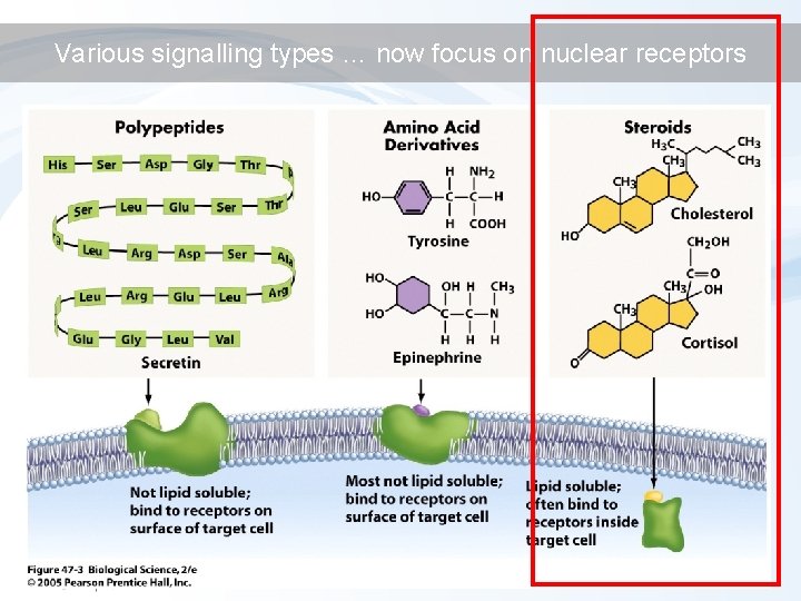 Various signalling types … now focus on nuclear receptors 